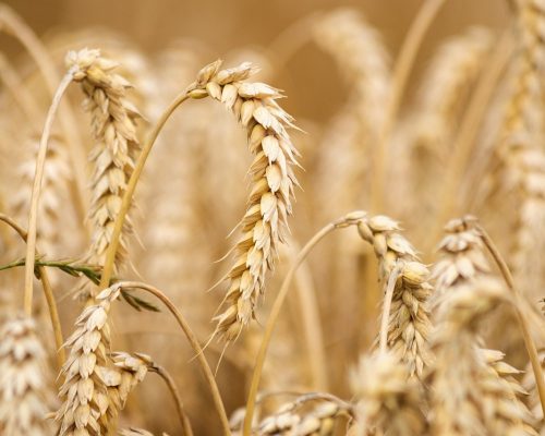 wheat, field, wheat field-6536039.jpg